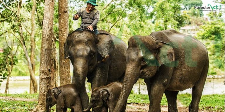 Gajah Di Taman Nasional Way Kambas