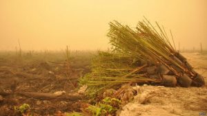 kebakaran hutan dan kelapa sawit