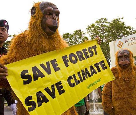 save forest