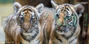 Harimau Sumatera yang ada di Taman Nasional Gunung Leuser