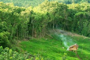 Peningkatan Jumlah Penduduk dan Kondisi Hutan Indonesia