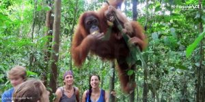Pusat Rehabilitasi Orangutan Bahorok di Taman Nasional Gunung Leuser