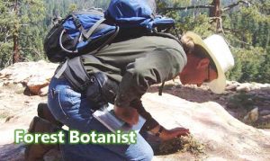 Ahli Botani Hutan (Forest Botanist)