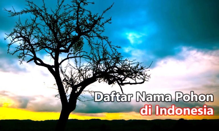 Daftar Nama Pohon di Indonesia