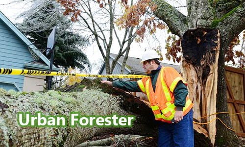Pengelola Hutan Kota (Urban Forester)
