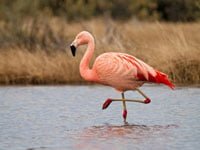 Burung Flamingo
