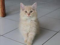 Kucing Persia