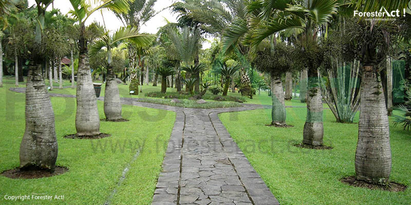 Taman Palem di Taman Bunga Nusantara