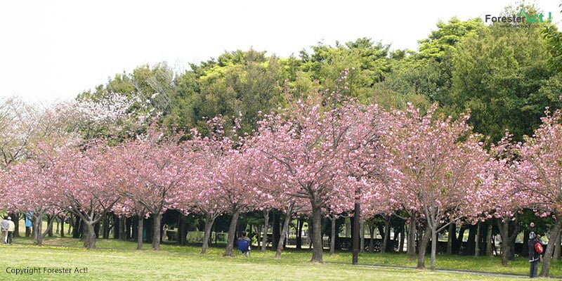 Taman Sakura di Kebun Raya CIbodas