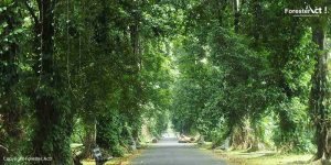 Jalan di Kebun Raya Bogor (KRB)