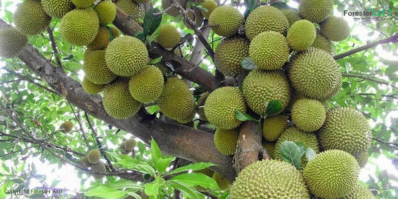 Pohon Durian Pohon Penghasil Buah Kontroversial
