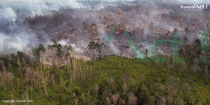 Ancaman Kebakaran Hutan bagi Harimau Sumatera