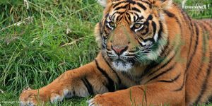 Harimau Sumatera di Alam Liar