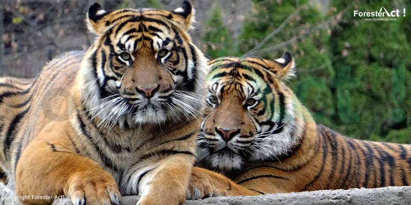 Harimau Sumatera di Lokasi Konservasi