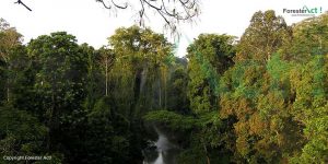 Hutan Hujan Tropis Sumatera sebagai Habitat dari Harimau Sumatera