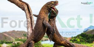 Komodo-(Varanus-komodoensis)-satwa-kanibal