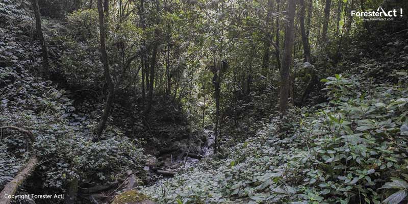 Hutan-Curug-Sibelik