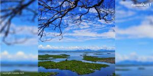 Ekosistem Lahan Basah di Taman Nasional Danau Sentarum