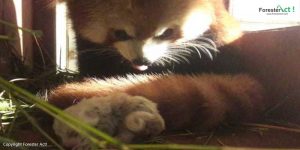 Induk Panda Merah yang Sedang Menjaga Bayinya