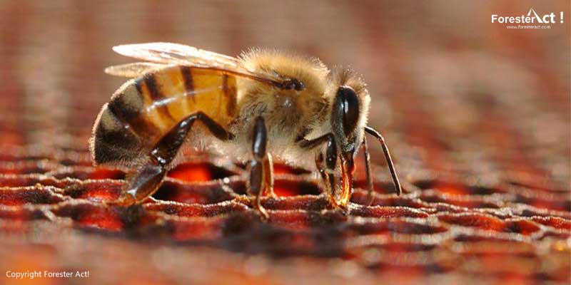 Lebah Apis dorsata - sumber: freepik.com