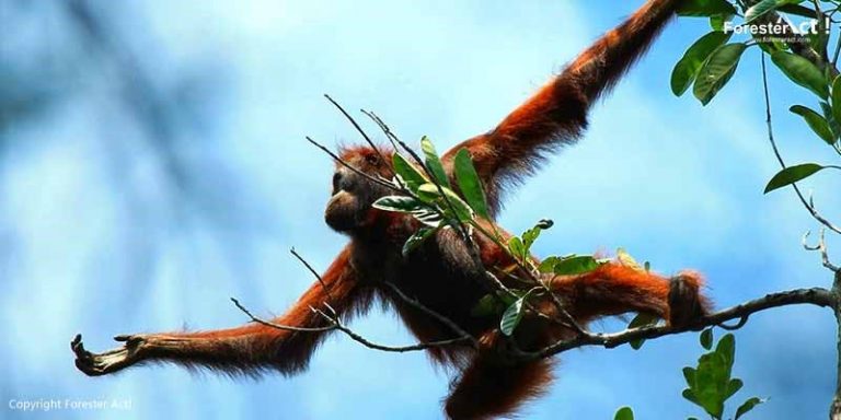 Orangutan Campbell
