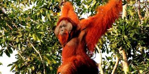 Orangutan Marcel
