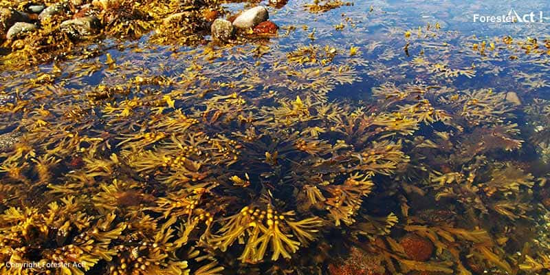 Rumput Laut sebagai Makroalga Biodiesel
