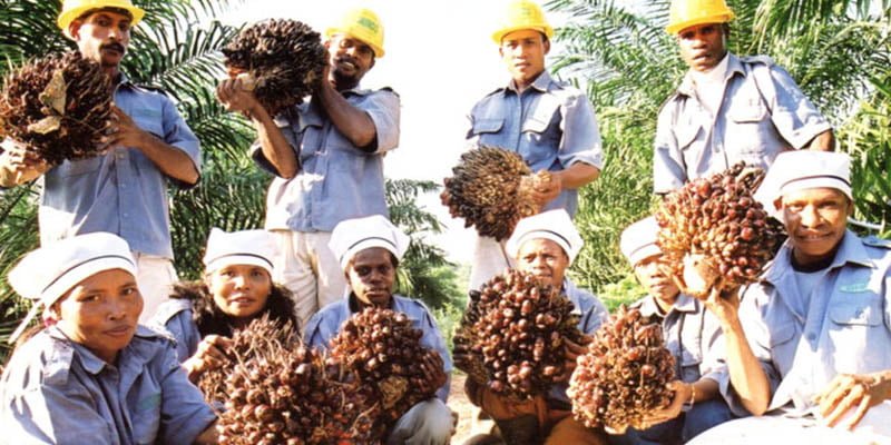 Usaha perkebunan kelapa sawit KORINDO