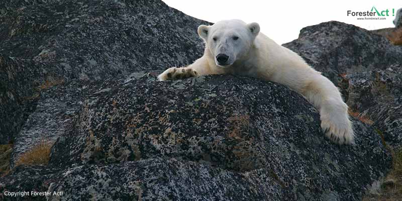 Beruang kutub kehilangan habitatnya akibat pemanasan global