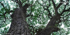 Pohon Trembesi sebagai Tanaman Peneduh