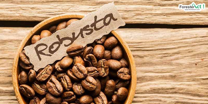 Bentuk biji kopi robusta (vibiznews.com)
