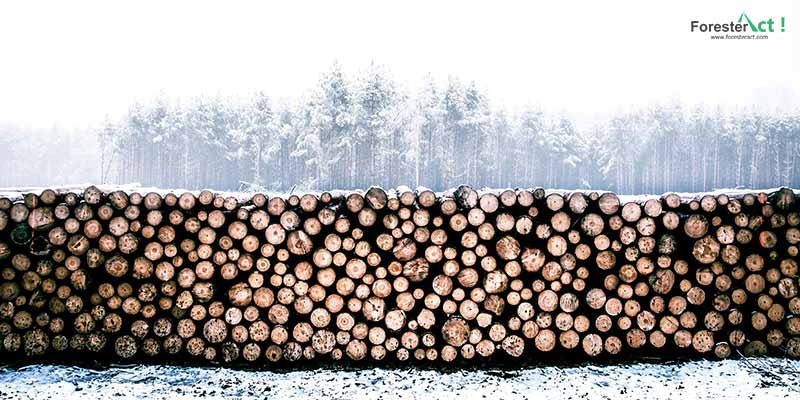 Log Hasil Hutan Tanaman Industri