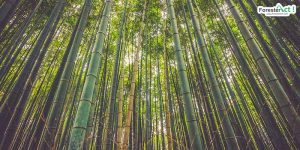 Bambu Sebagai Bahan Baku Kertas (pixabay.com)