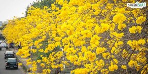 Bunga Pohon Tabebuya (beritagar.id)