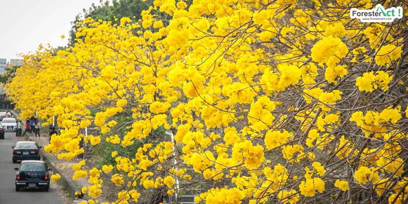 Bunga Pohon Tabebuya (beritagar.id)