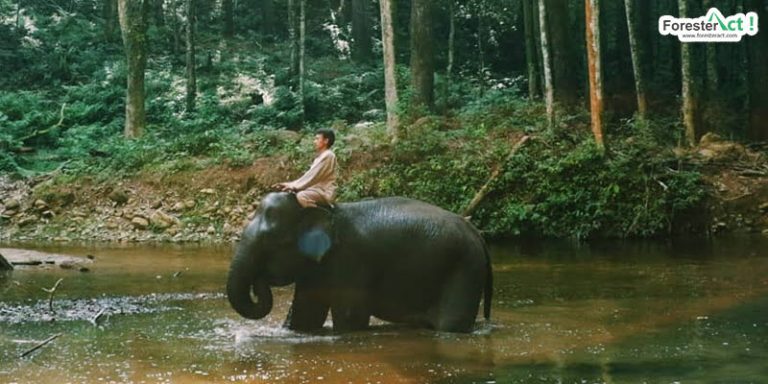 Gajah Sumatera (instagram.com)