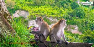 Monyet Ekor Panjang di Ngarai Sianok (instagram.com)