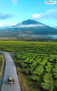 Pemandangan Kebun Teh Kayu Aro (instagram.com)