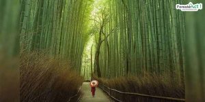 Bambu (pinterest.com)