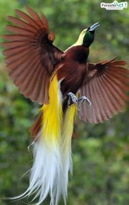 Bird of Paradise (pinterest.com)
