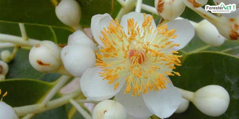 Bunga Nyamplung (wikipedia.org)