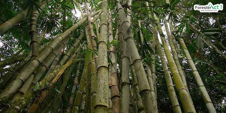 Dendrocalamus asper atau Bambu Betung (instagram.com)