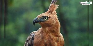 Elang Jawa (pinterest.com)