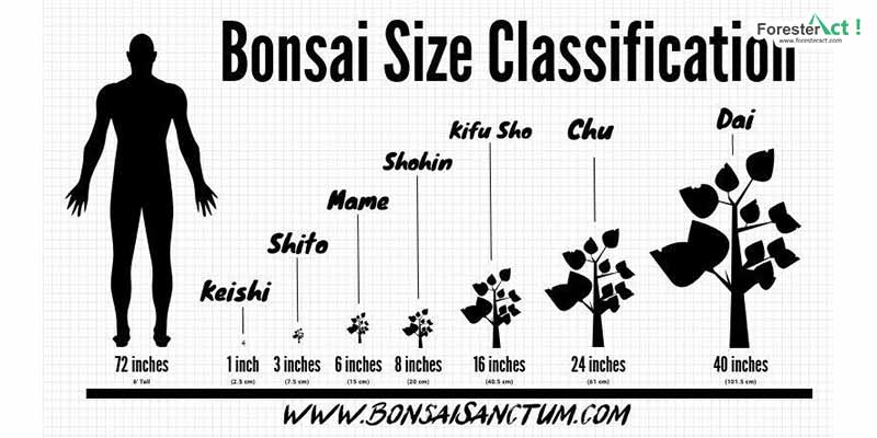 Klasifikasi Ukuran Bonsai (pinterest.com)