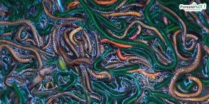 Cacing Laut atau Nyale (instagram.com)