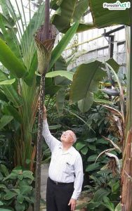 Amorphophallus gigas (pinterest.com)