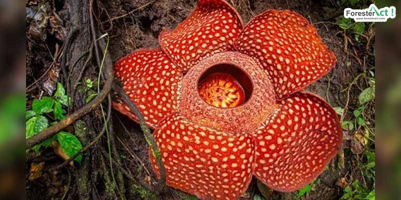 Rafflesia arnoldii (pinterest.com)