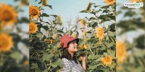 Taman Bunga Matahari (instagram.com)