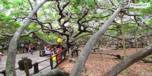 Pirangi Cashew Tree (pinterest.com)
