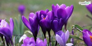 Crocus sativus (pixabay.com)